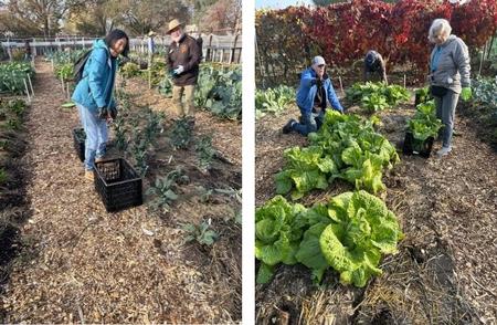 Adding compost to the vegetable beds.