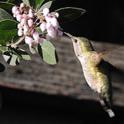 Creating a Winter Habitat for Wildlife by Providing Food and Shelter