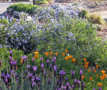 Spring 2010 at the Pleasant Hill Instructional Garden