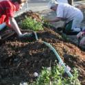 Tending the garden.