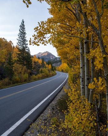 A curving segment of paved road passing through yellow aspen trees - Photo by D. Blakey