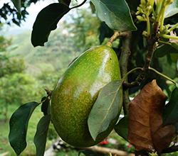 hanging-avocado-fruit