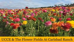 flower-fields-banner