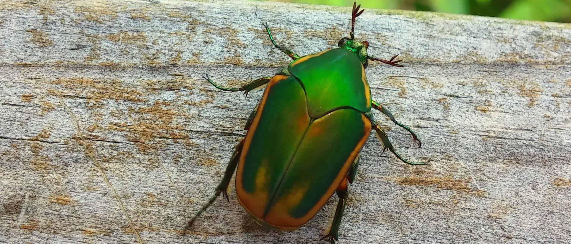green-figeater-beetle