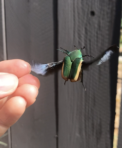 Adult green fruit beetle taking flight.
