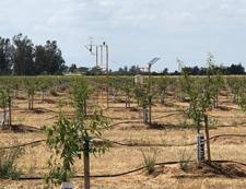 Locations of the three ET flux towers in a 1st leaf, 2nd leaf and 3rd leaf commercial almond orchards in Corning, California.
