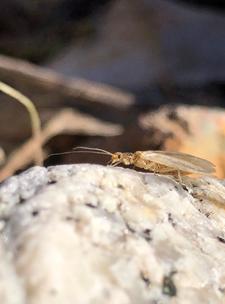 Capniid stonefly after emerging. Some stoneflies are intermittent river specialists & can persist during the dry phase. Photo by Albert Ruhi.