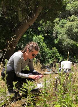 Student collects a water sample from an artesian well on the Jack and Laura Dangermond Preserve for subsequent analyses.