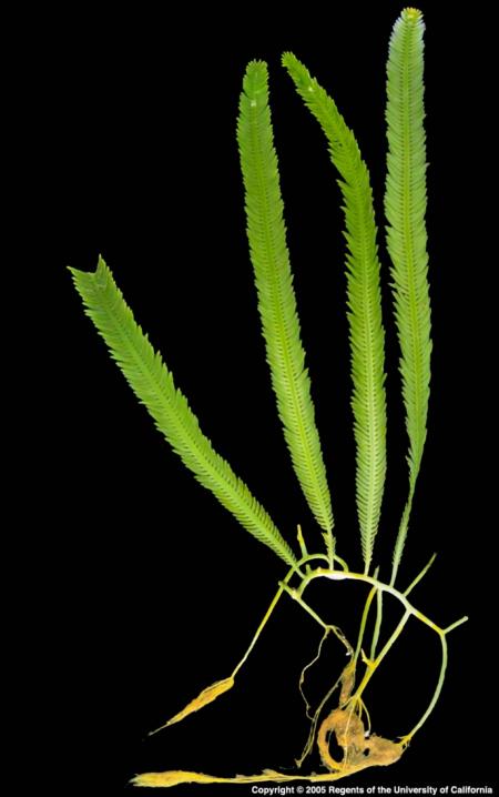 Caulerpa taxifolia. © 2005 Regents, University of California.