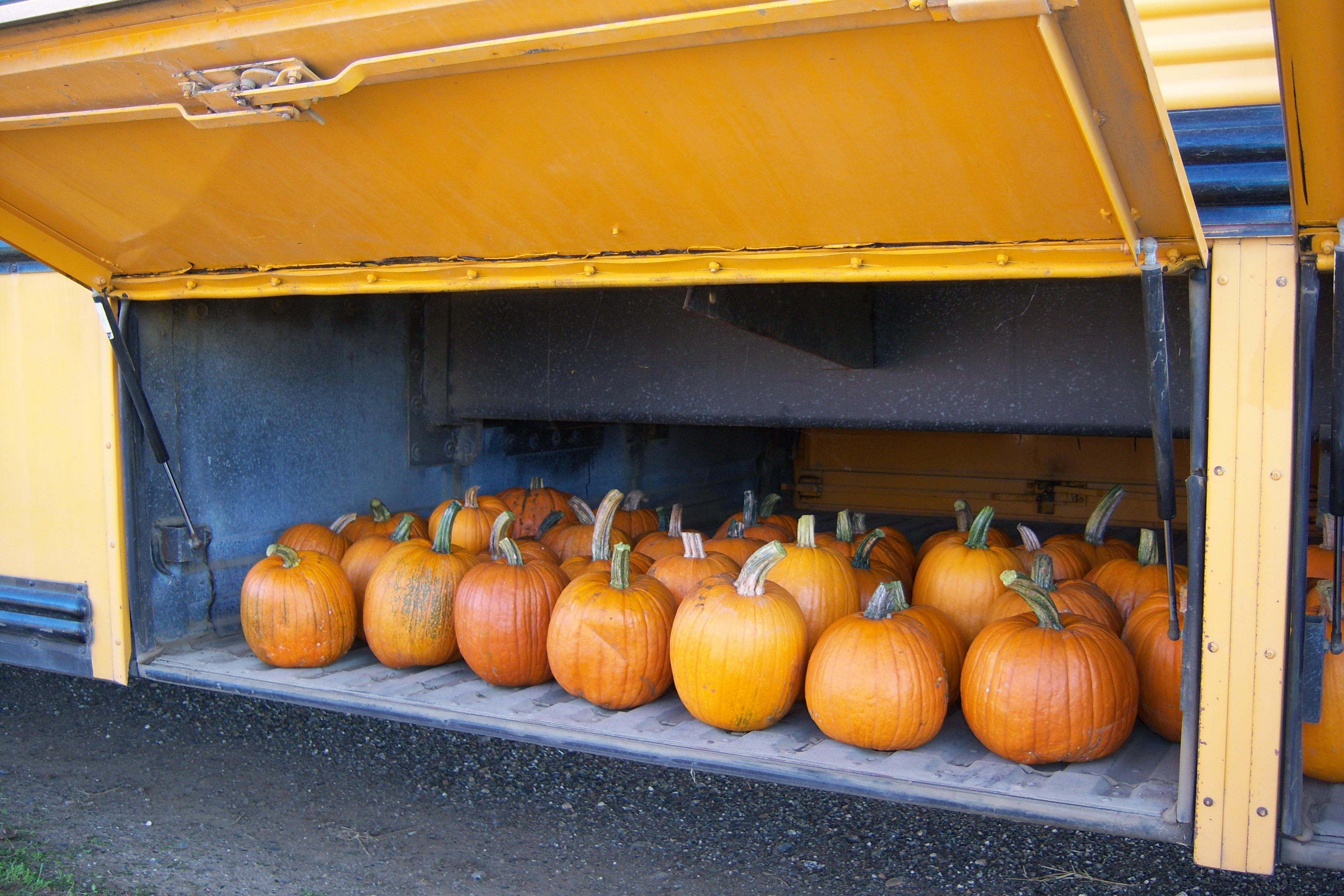 Pumpkins in bus