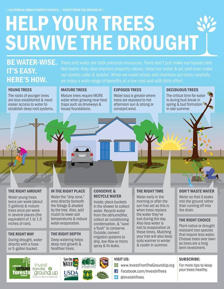 Help your trees survive the drought