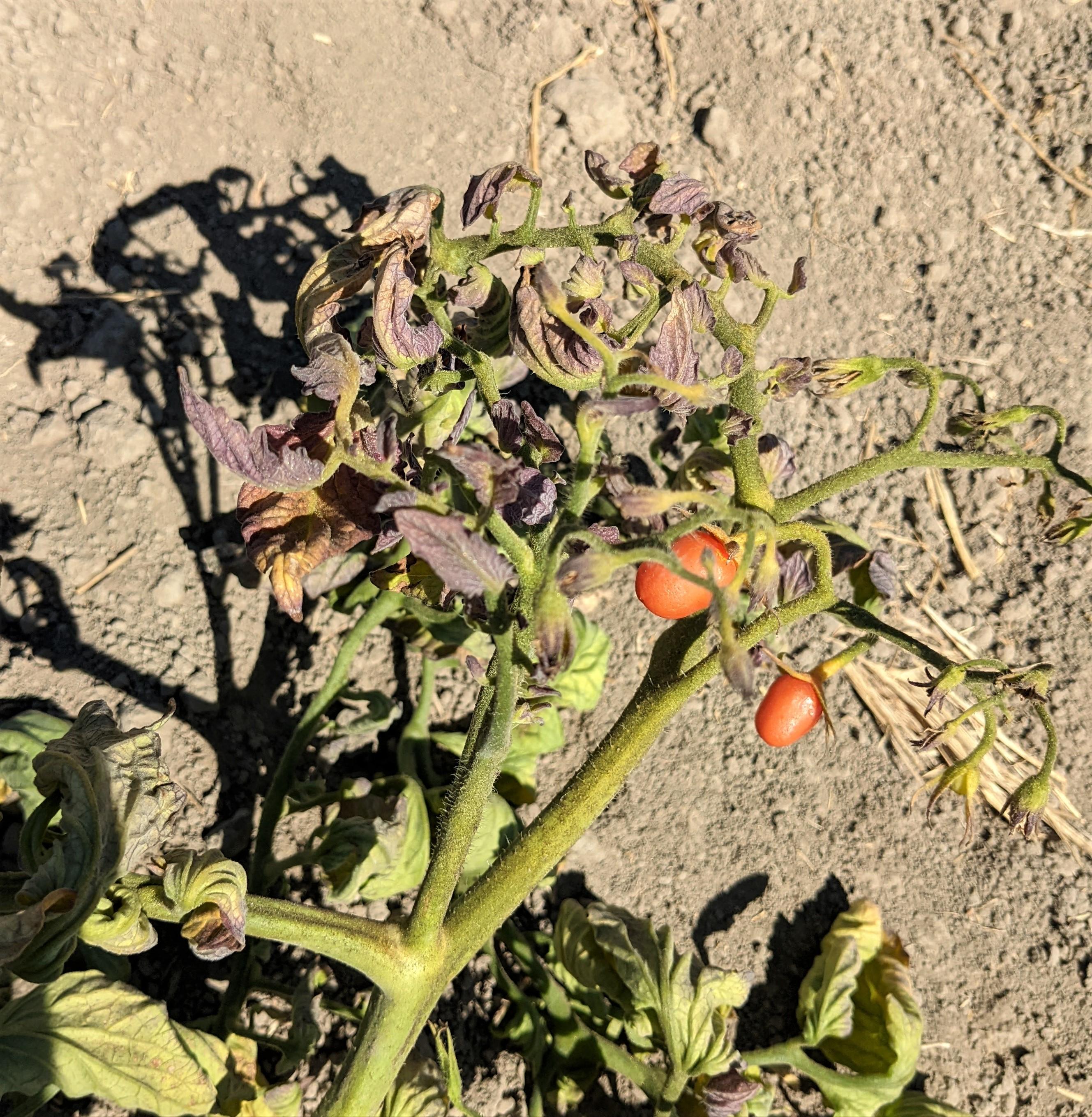 Beet curly top virus symptoms tomato Sutter County September 2022