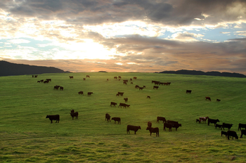 Cattle grazing at Paicines Ranch