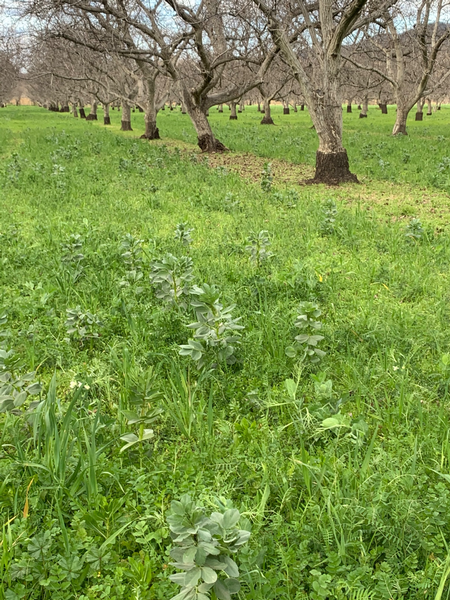 Cover crop growing in Walnut orchard at Full Belly Farm in Yolo County. Photo by Joanna Normoyle.