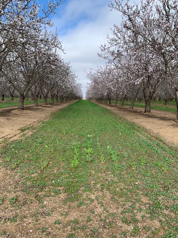 Cover crop in almond orchard at Erdman Family Farms. Photo courtesy of Joanna Normoyle.