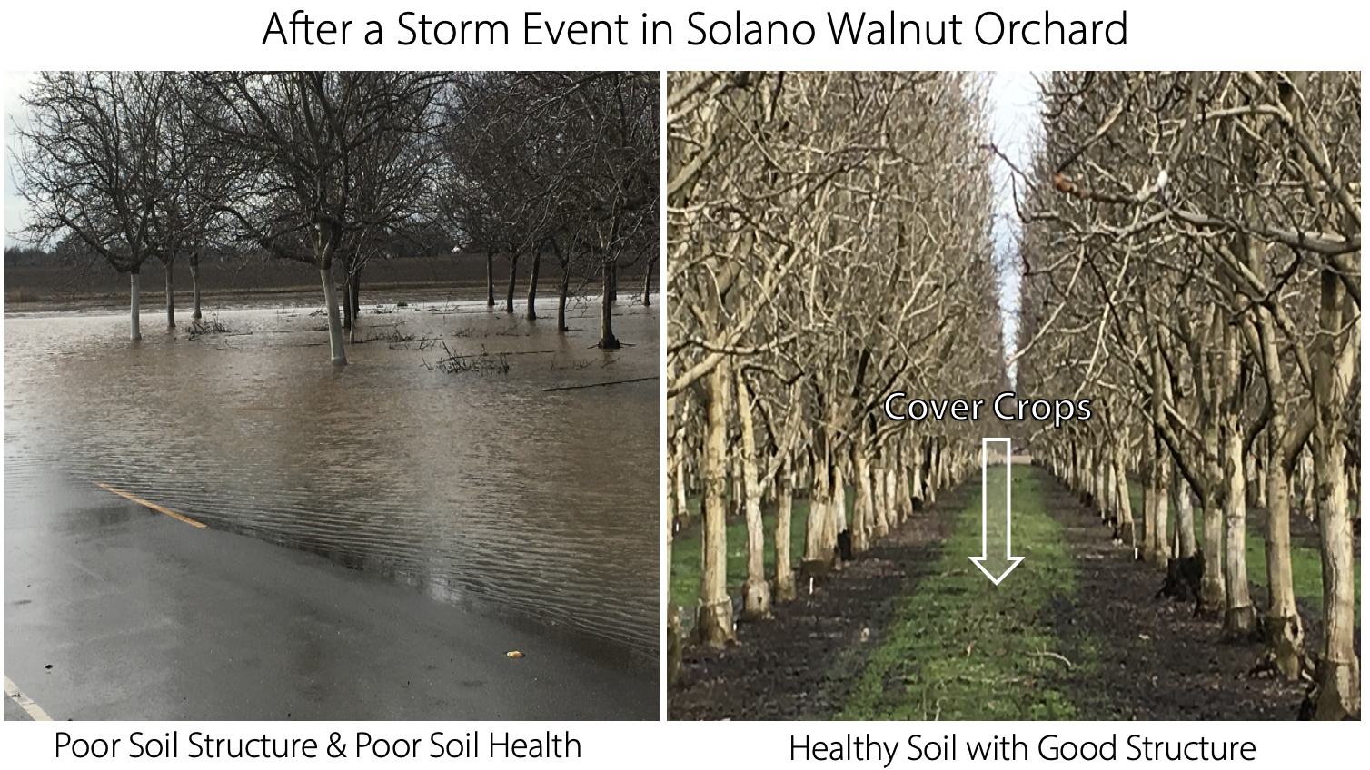 Orchard with bare soil has poor structure causing water ponding (L). Orchard with cover crops has good structure and infiltration (R). Photo Z. Kabir.