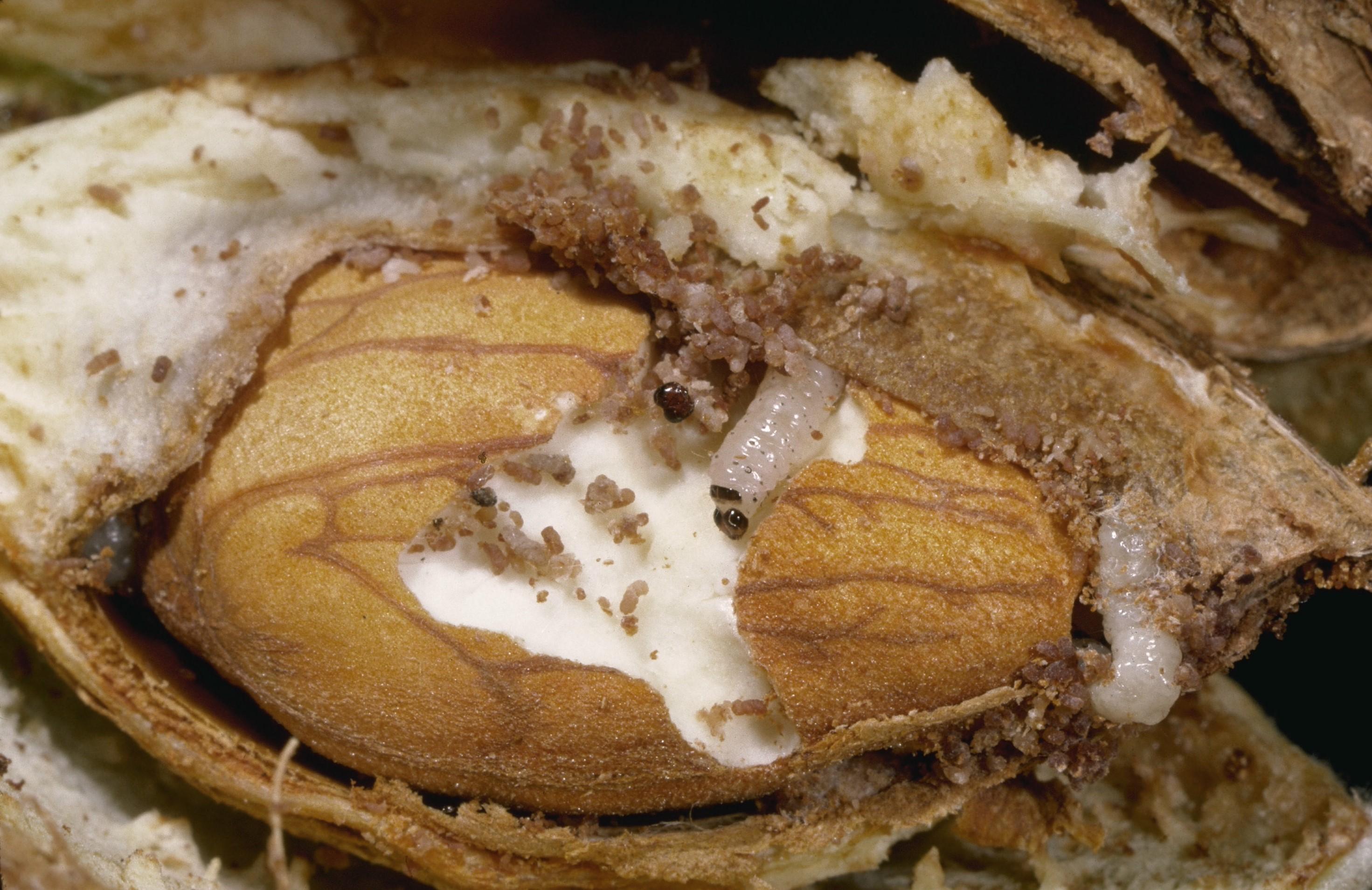 Navel orangeworm larvae feeding on almond nutmeat.