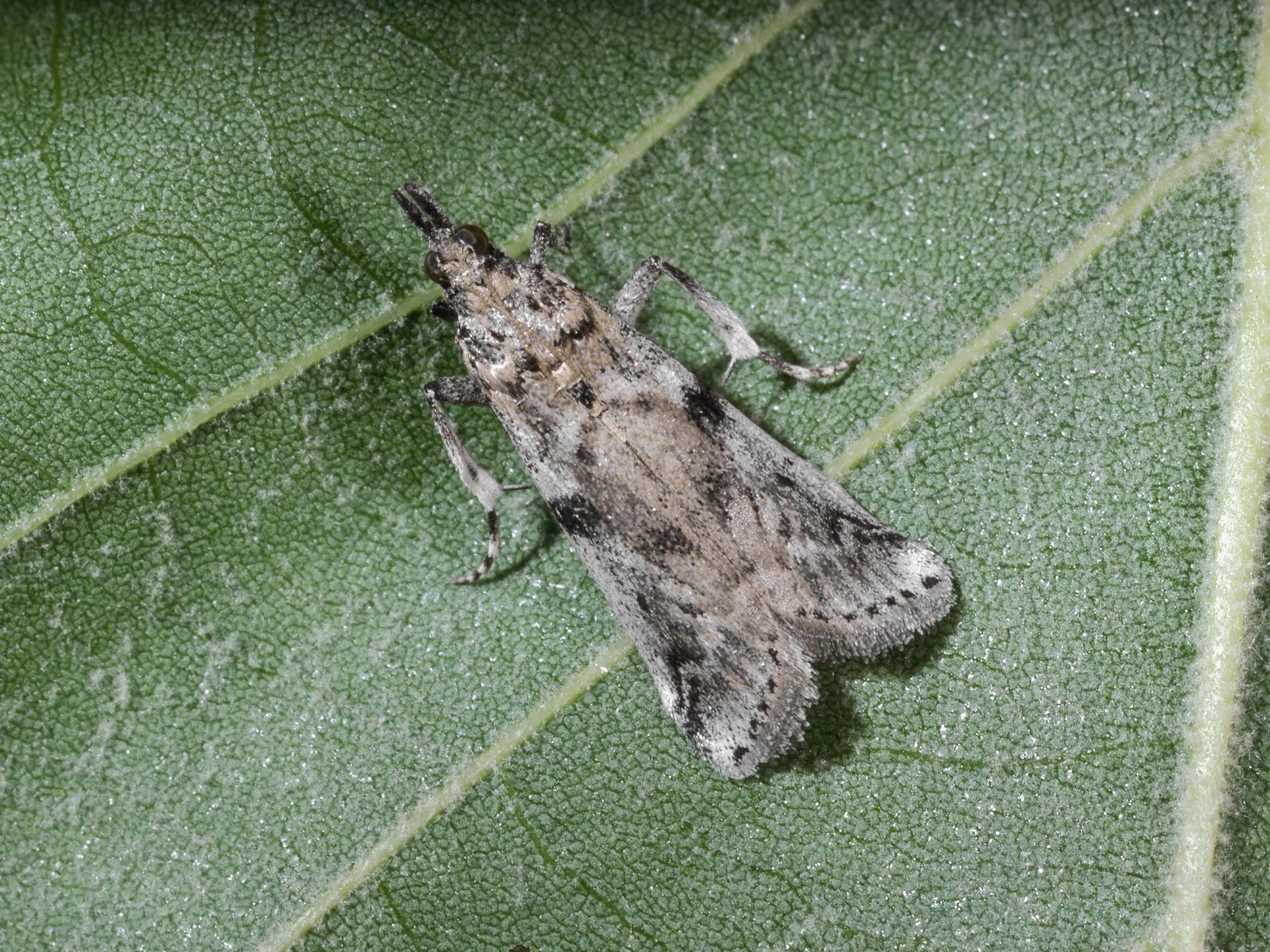 An adult navel orangeworm moth.
