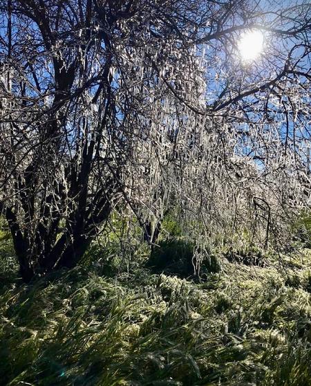 Damaging frost at Full Belly Farms