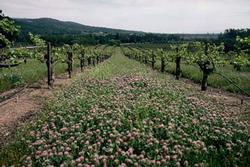 Roseclover vineyard sized