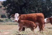 Cattle on Oak Rangeland