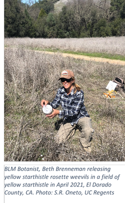 BLM Botanist, Beth Brenneman releasing yellow starthistle rosette weevils in a field of yellow starthistle in April 2021, El Dorado County, CA. Photo: