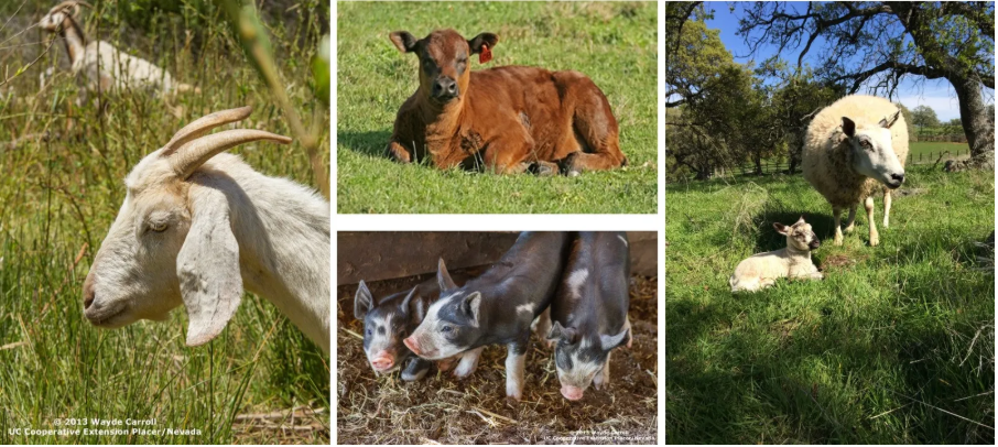 (a)White goat with curved horns standing in tall grass. (b)Brown calf lying on green grass in a field. (c)Sheep standing beside a lamb resting on grass under trees. (d)Three small piglets standing together on straw.