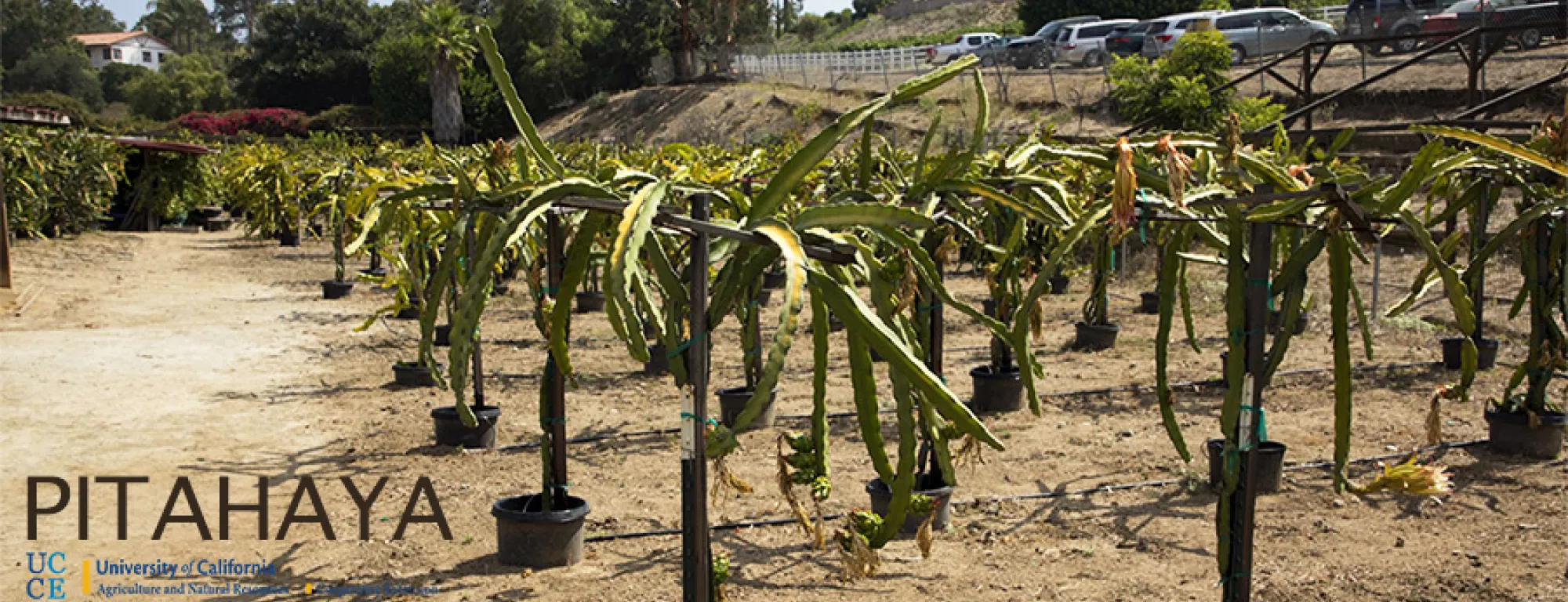 Pitahaya Farm