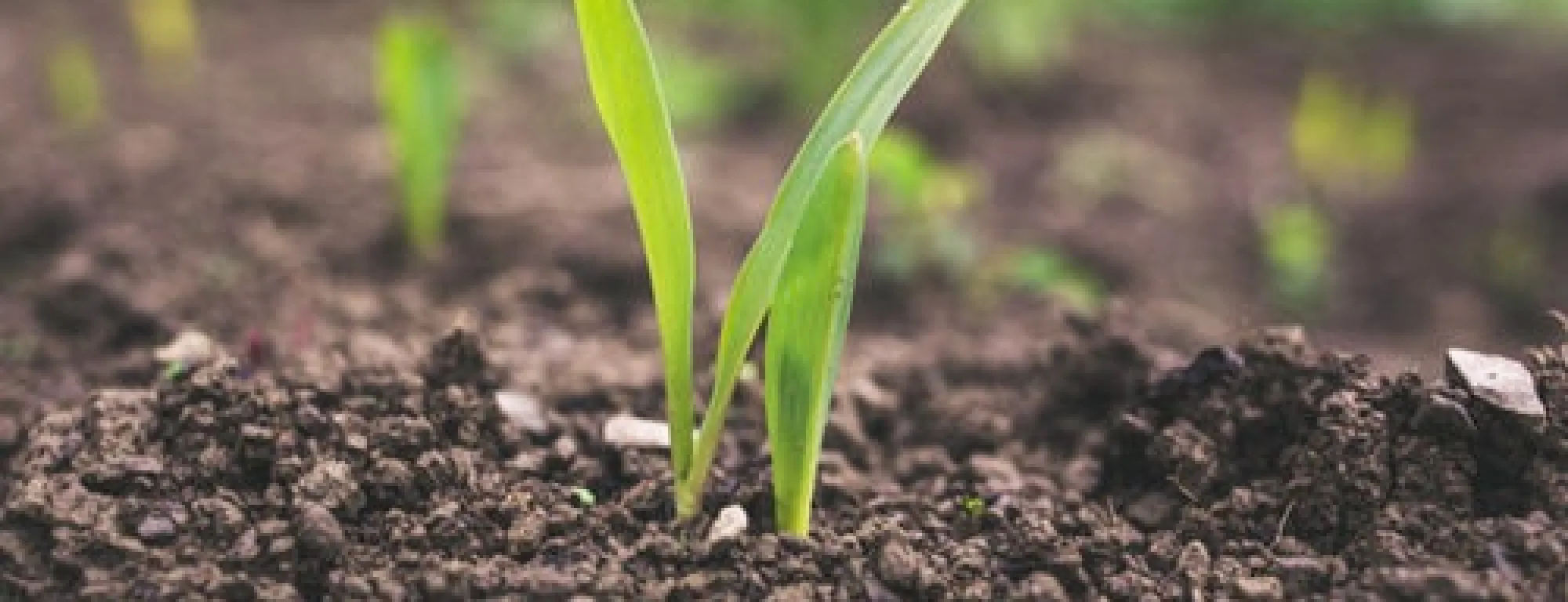 Small green seedling emerging from soil