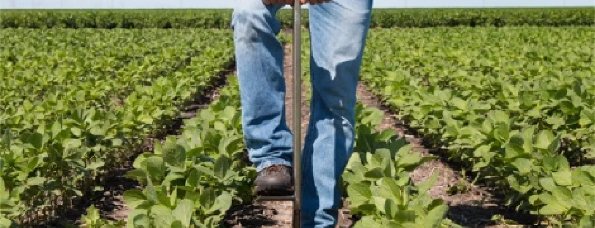 Farmer using soil probe to take a soil sample between rows of vegetables