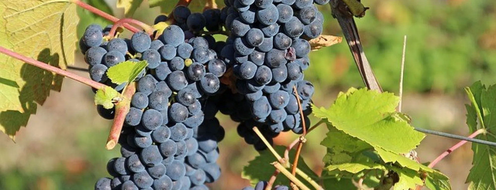 grapes