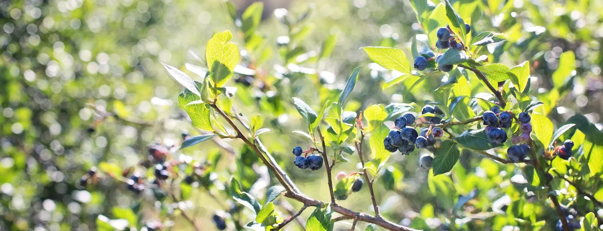 blueberries-field