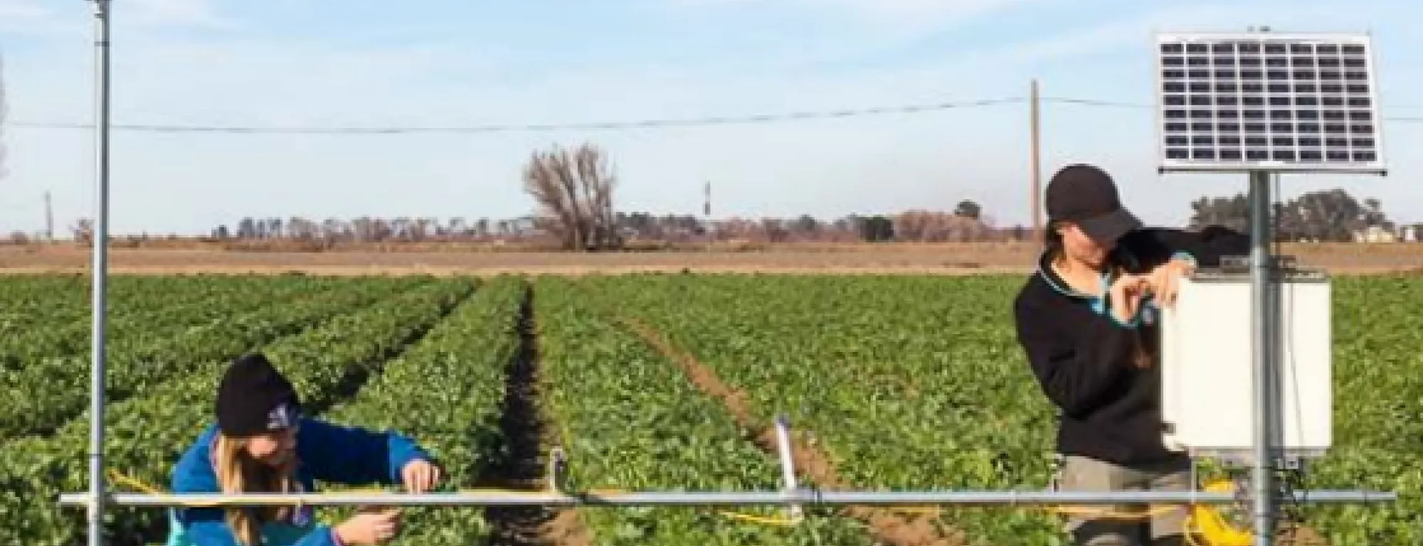 cover crops 1
