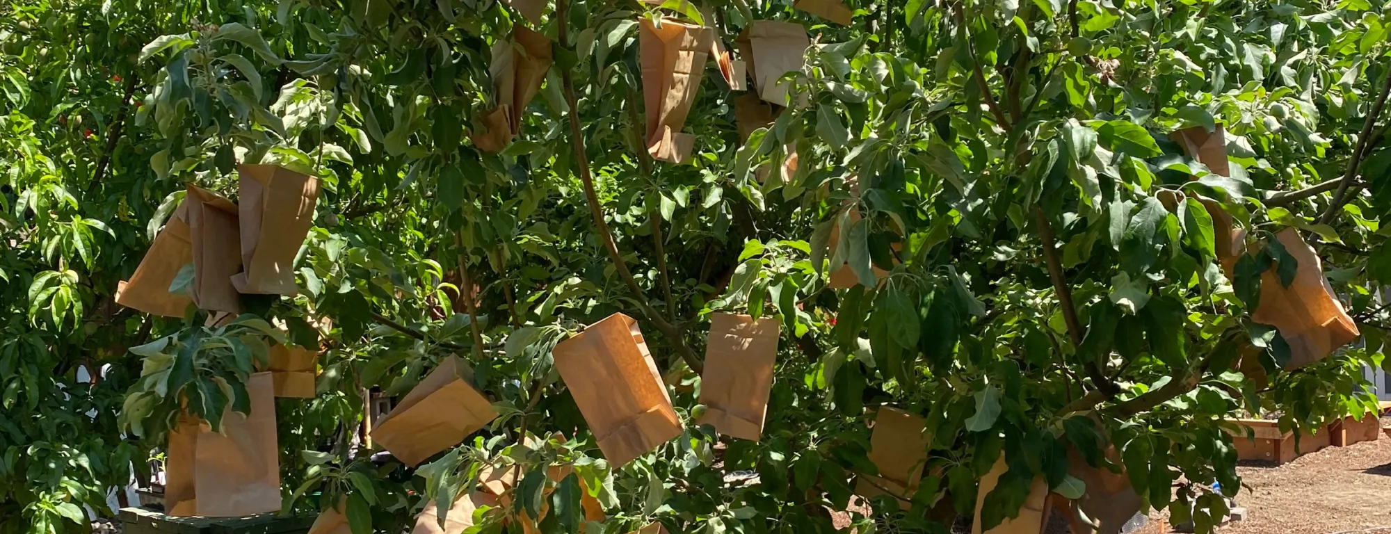Photo of an apple tree with bags protecting the apples.