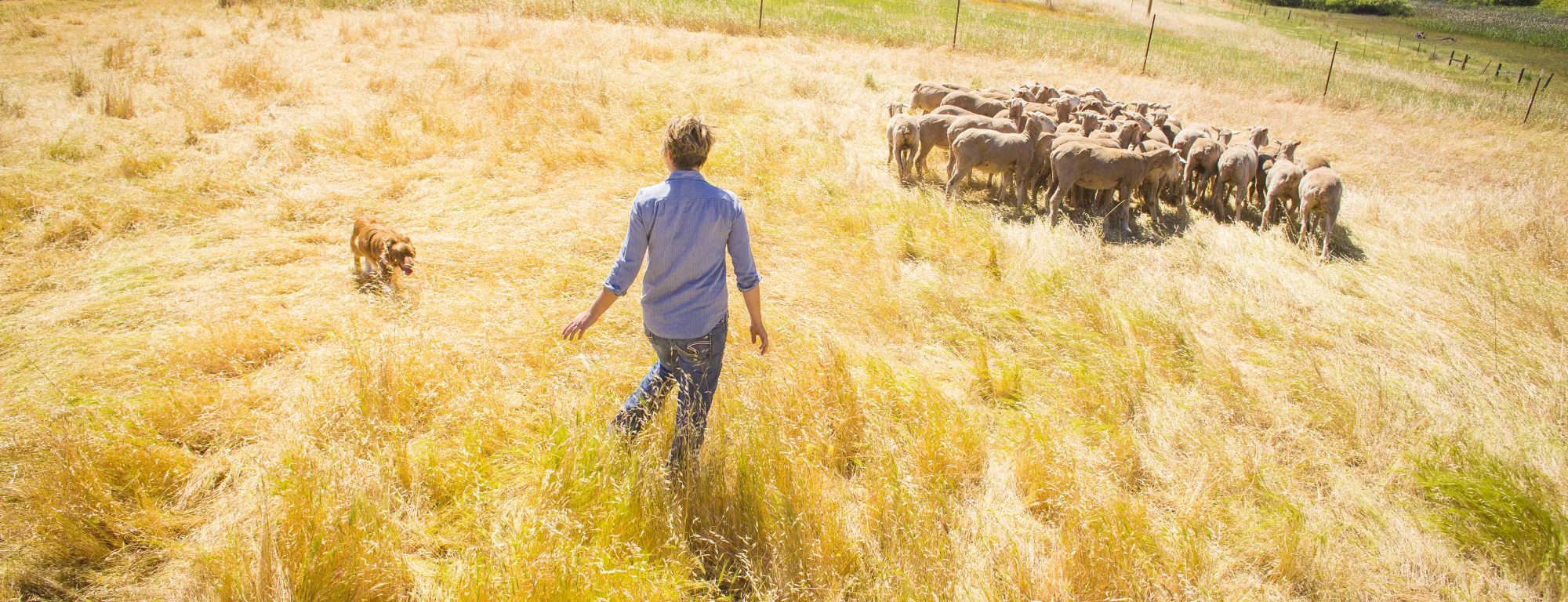 Shepherd Dog and Sheep