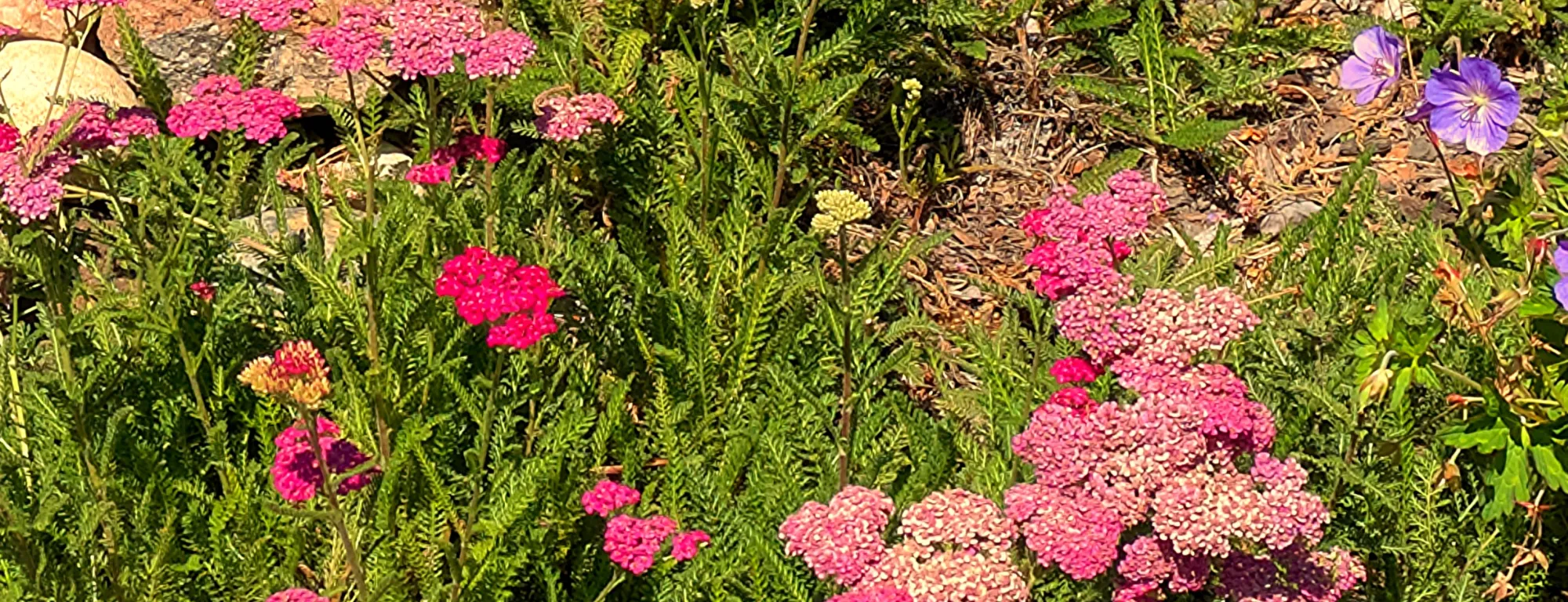 flowering pink yarrow plant