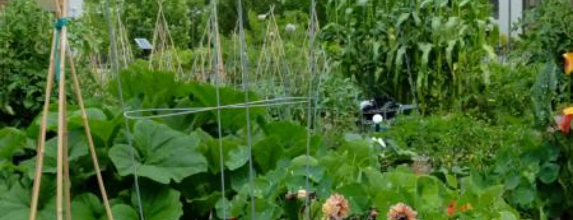 Vegetable garden