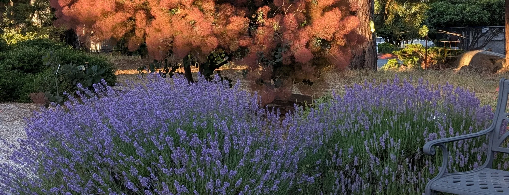 Lavendar in bloom in front of trees
