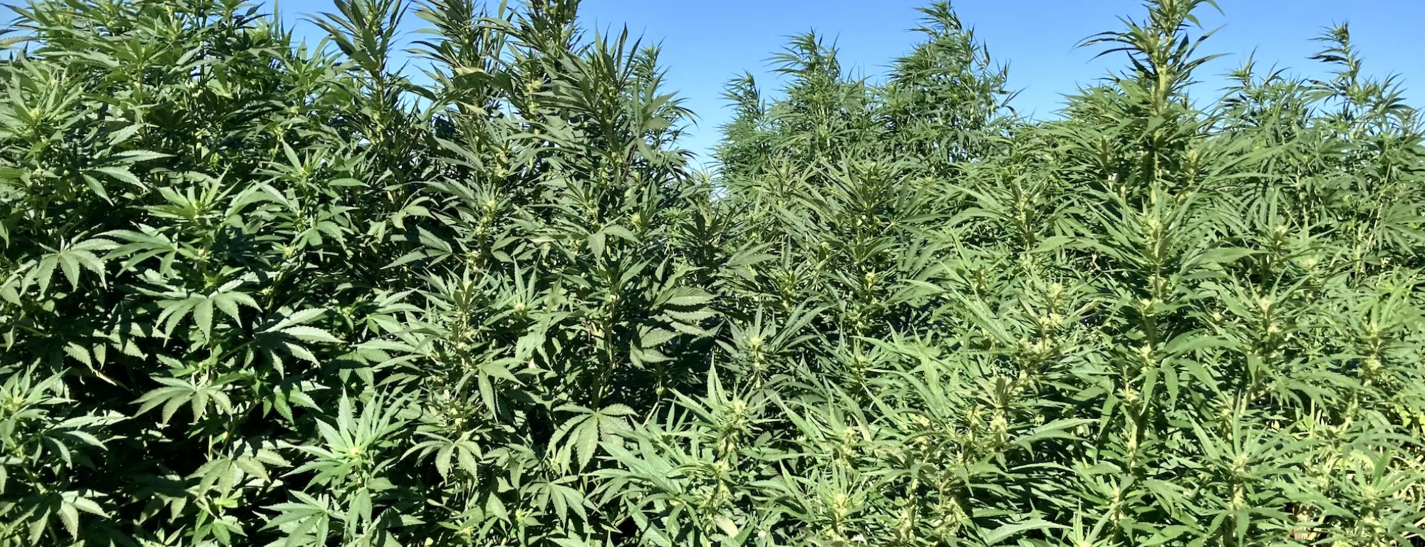 Hemp cannabis plants growing in a field