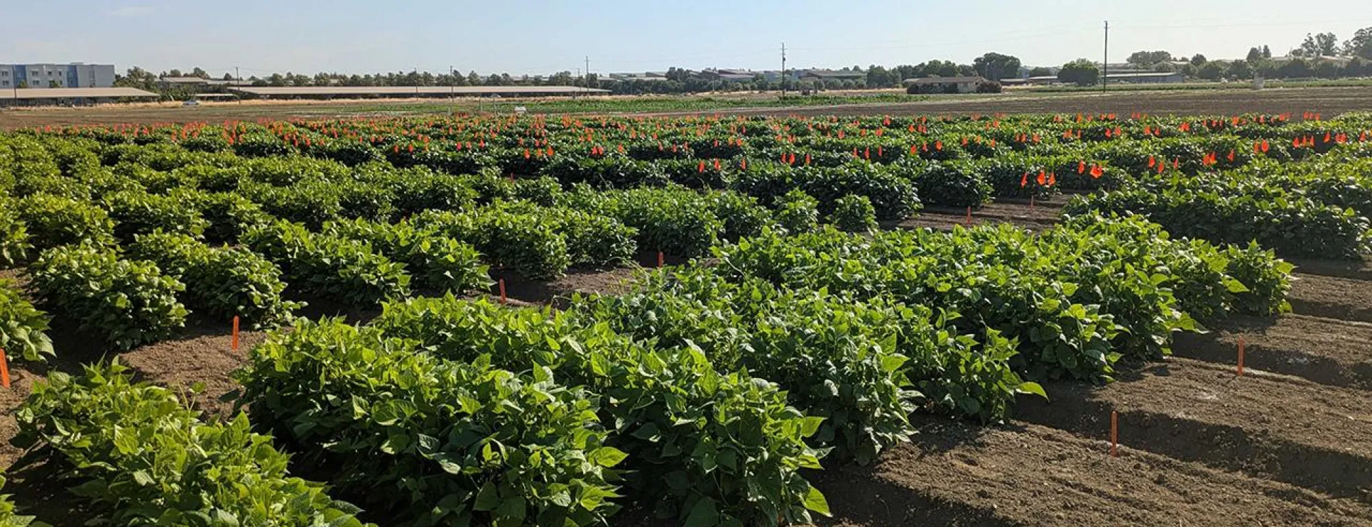 Bushy green plants in neat, boxy-looking test plots, coming in at an angle