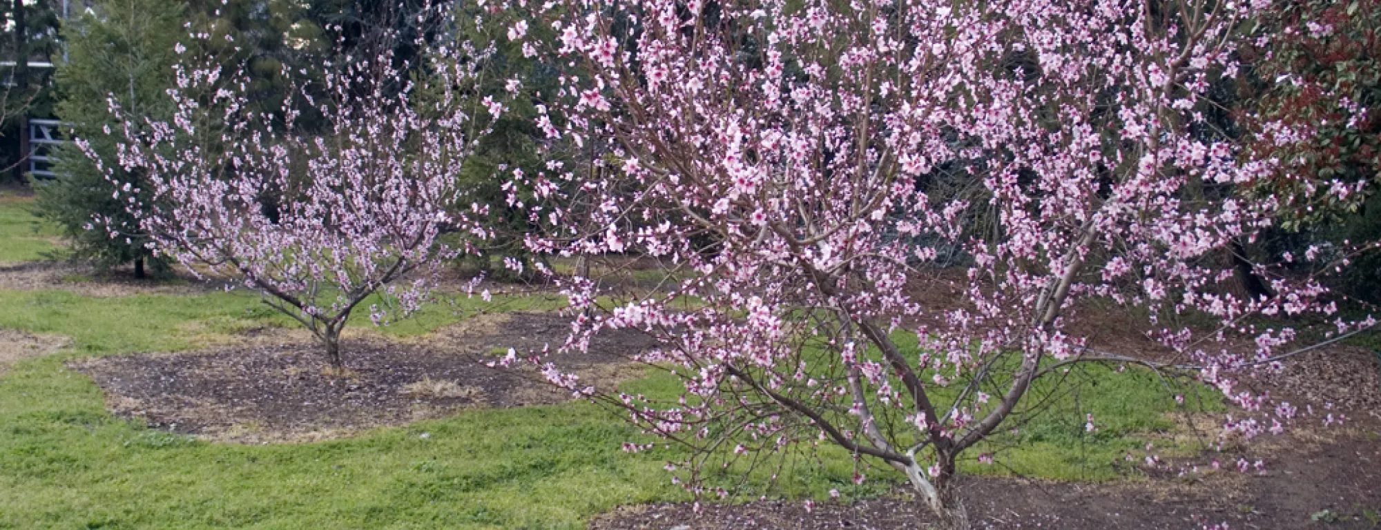 Two blooming peach trees in a green lawn with evergreen trees in background