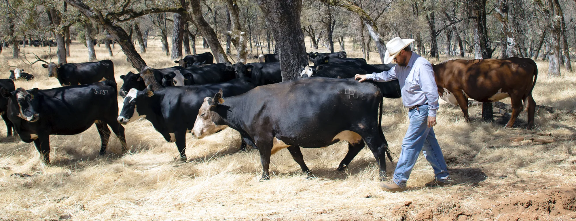 Man walks alongside herd of cattle amid a grove of trees