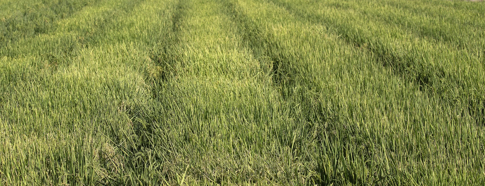 Rows of rice growing in a field
