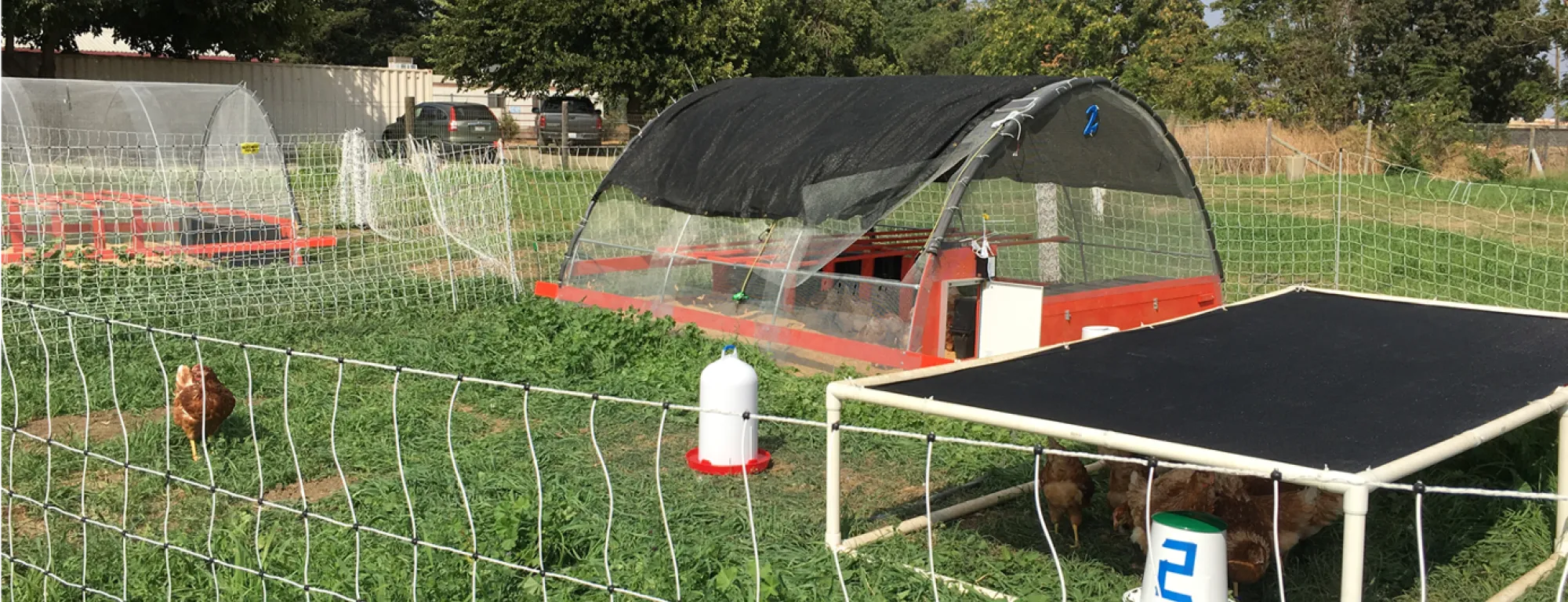 A chicken struts on green grass inside a fence. Inside the fence is a include a covered coop and a solid tarp structure with chickens under it. 