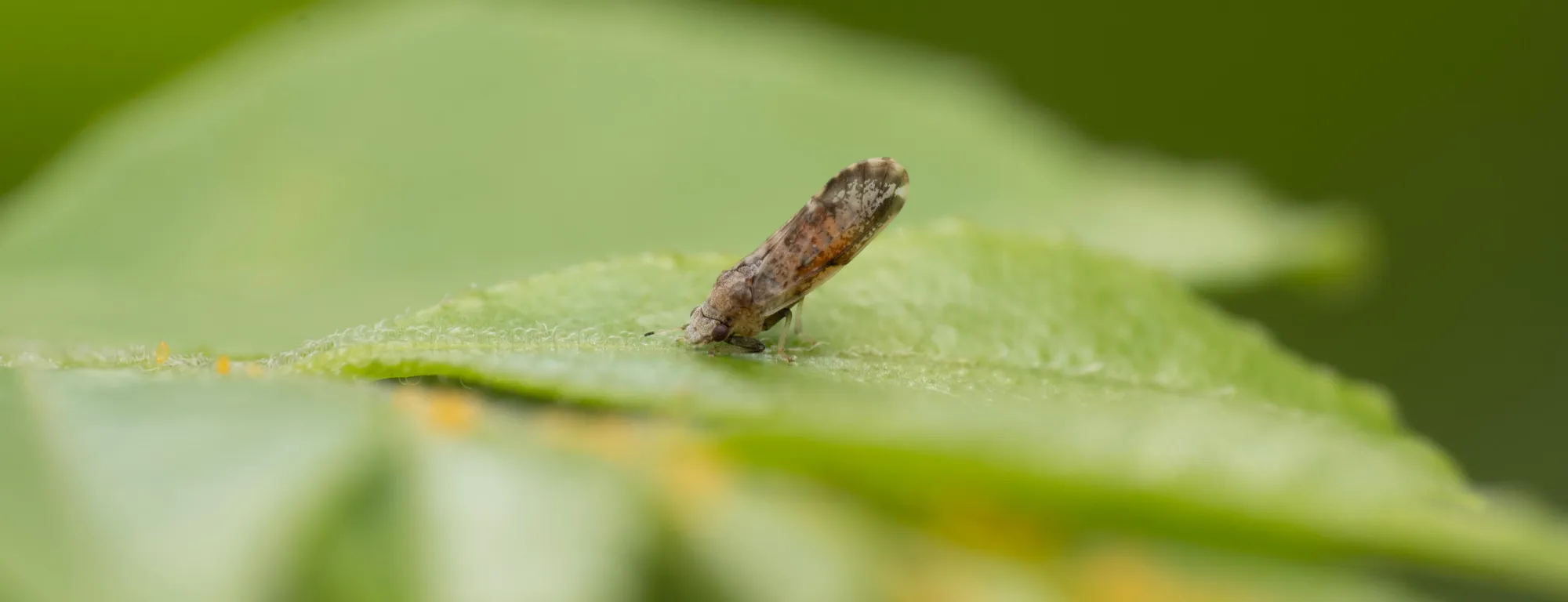 Adult Asian citrus psyllid on a green leaf