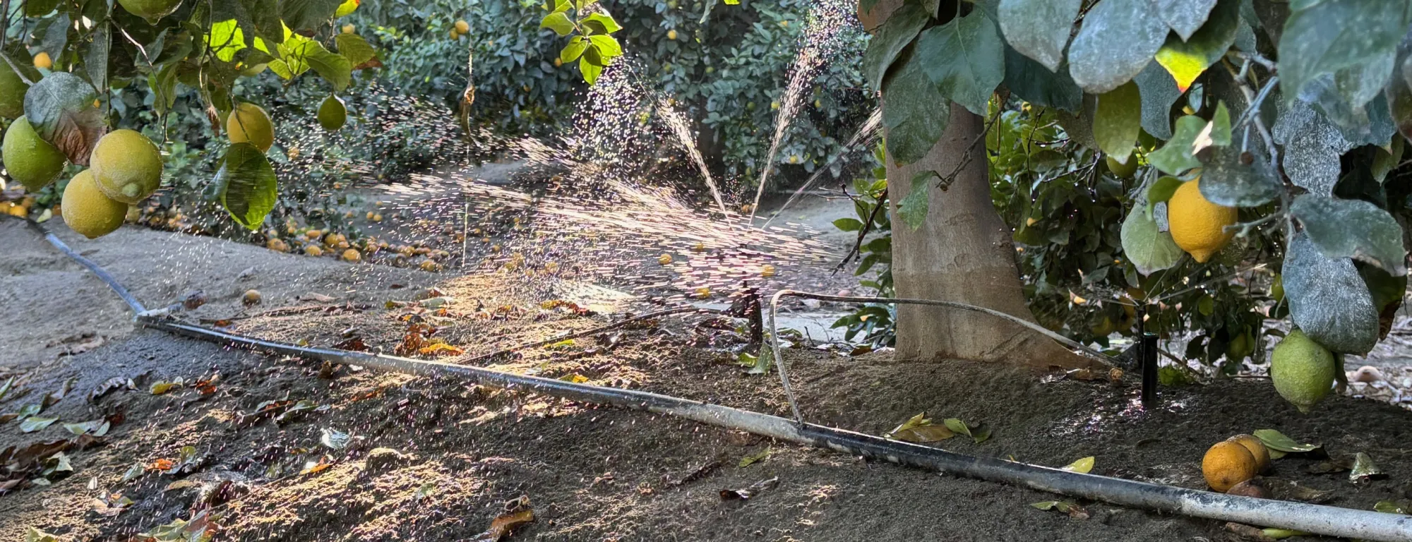 Lemons irrigated with fan jet micro sprinklers