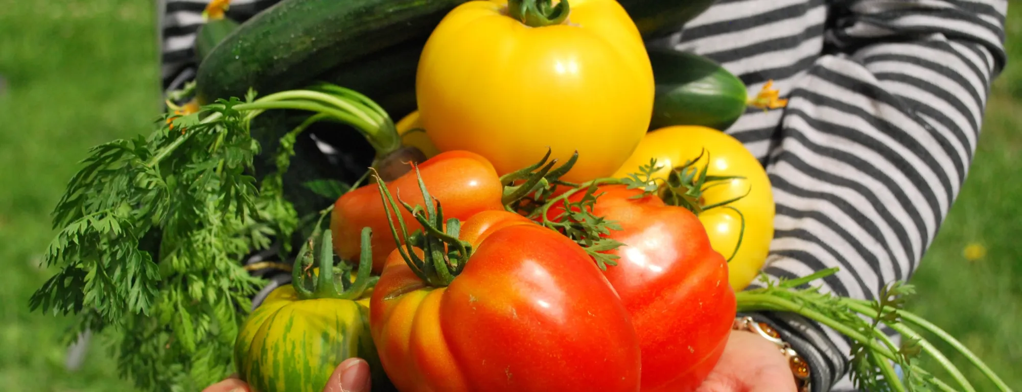 Photo of a person holding a selection of ripe vegetables from a garden.