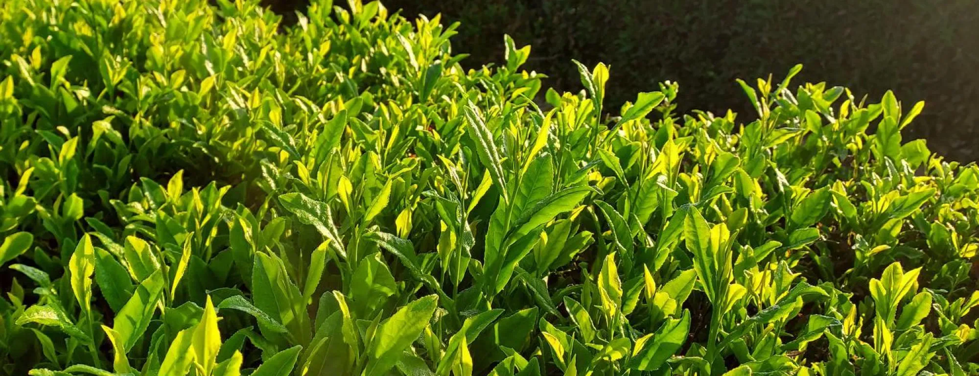 Tea field from an angle backlit by the sun