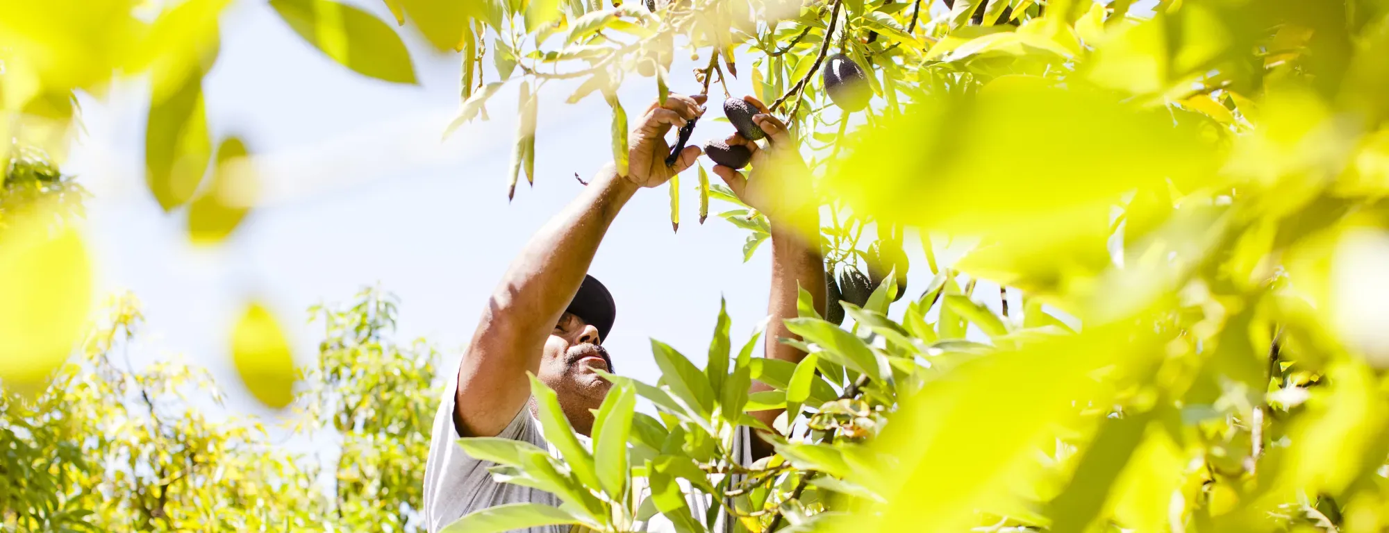 Man reaching for avocado in a tree