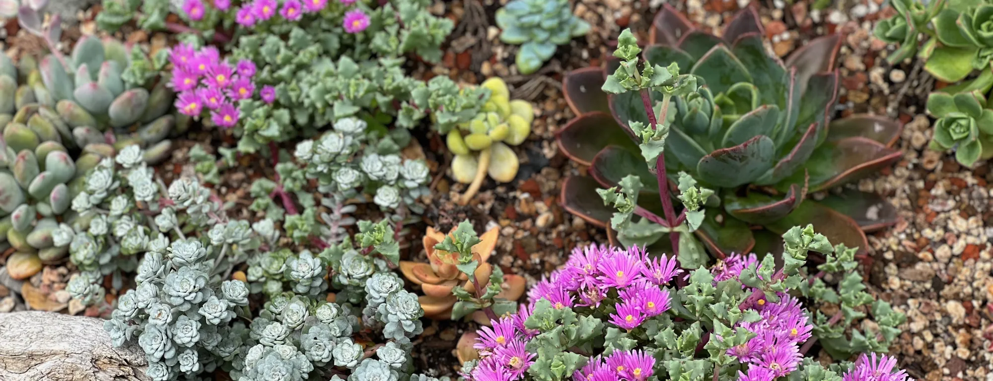 a mix of small succulents, many with bright fuchsia flowers